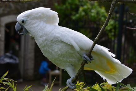 Parrot si burung pintar nan ekesotis