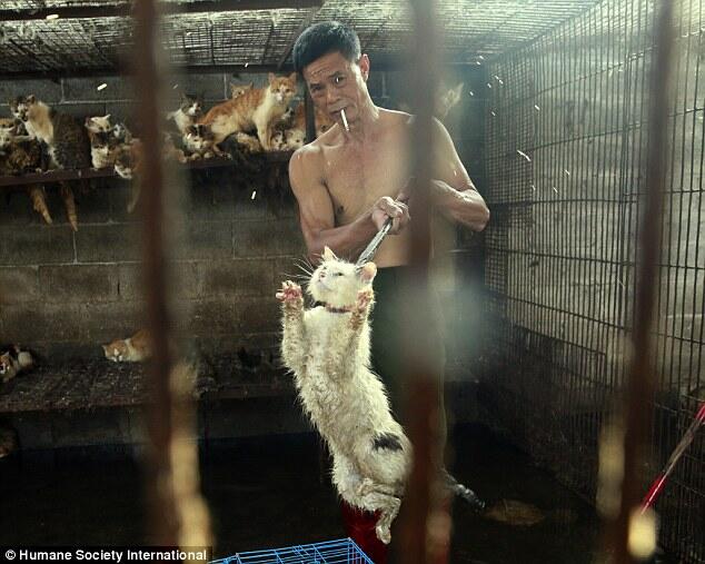 Mengintip sadisnya Festival Yulin
