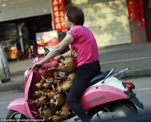 Mengintip sadisnya Festival Yulin