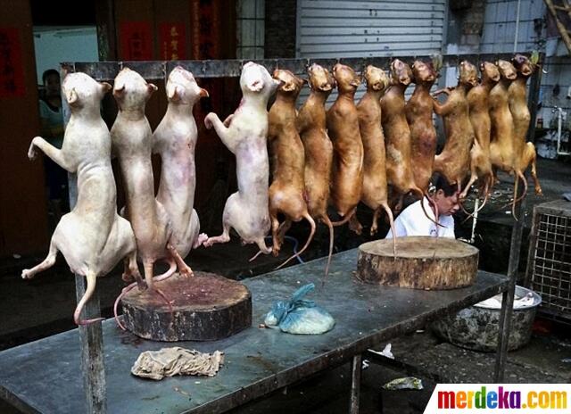 FOTO: Mengintip Sadisnya Pasar Daging Kucing dan Anjing di Yulin