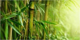 BAMBU dan Manfaat BAMBU untuk kehidupan Manusia
