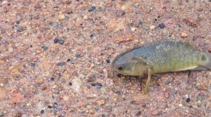 Ikan (bethok) Agresif Bisa Berjalan di Daratan 'Ancam' Australia