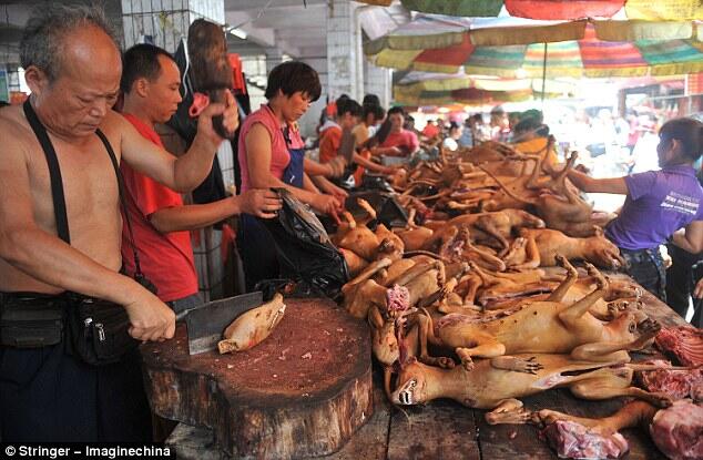 FOTO: Mengintip Sadisnya Pasar Daging Kucing dan Anjing di Yulin