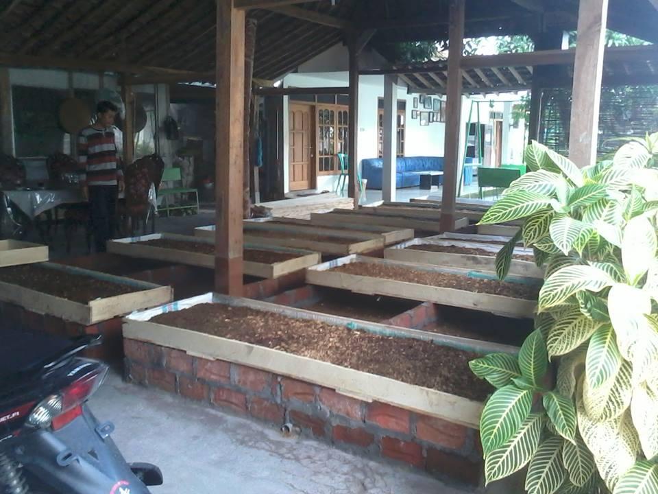 potensi budidaya cacing lumbricus
