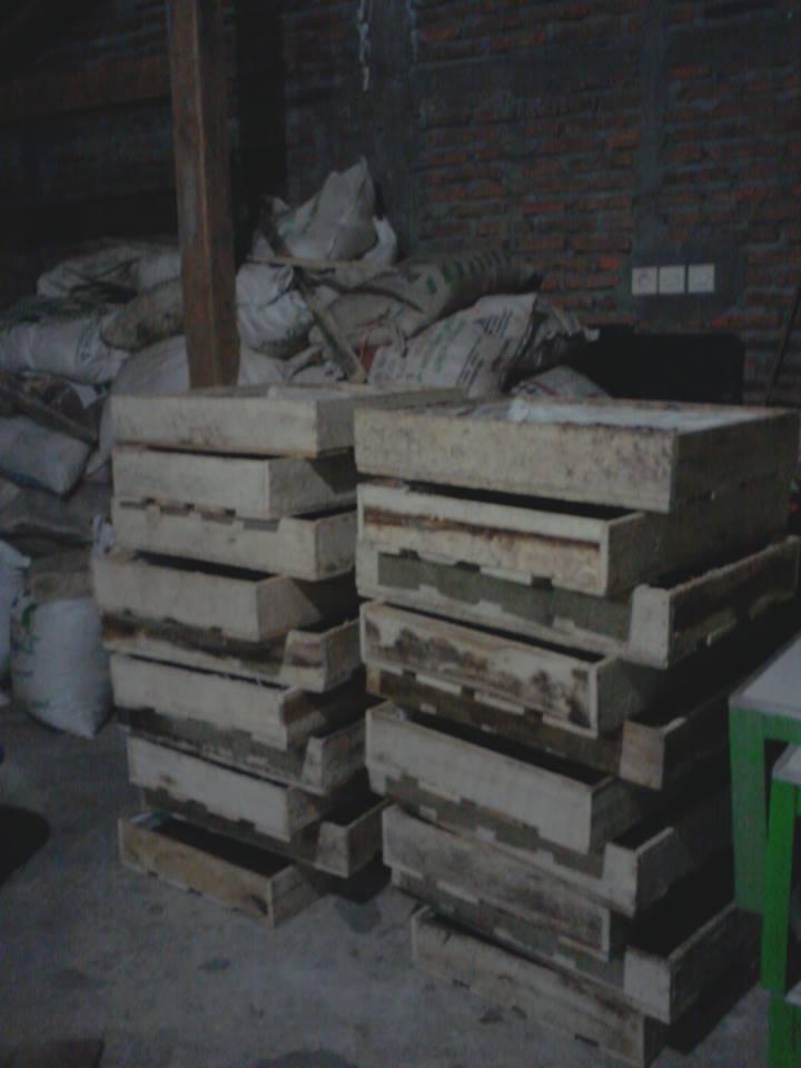 potensi budidaya cacing lumbricus