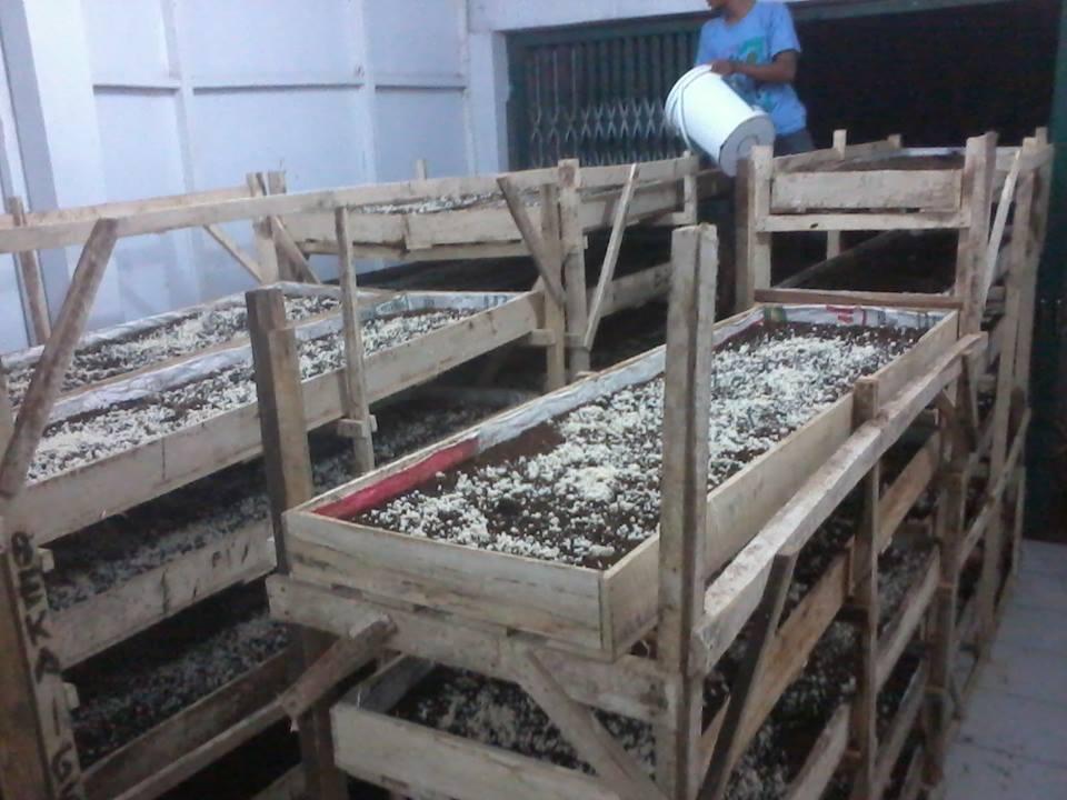potensi budidaya cacing lumbricus