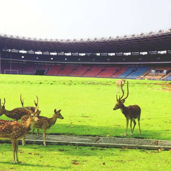 Ini yang akan terjadi jika Stadion GBK tak di pakai lagi