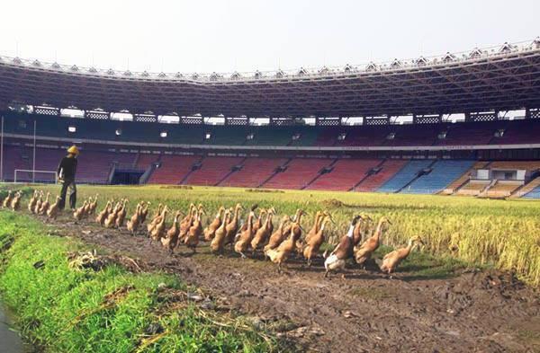 Kumpulan PIC GBK Sotosop (Akibat Sanksi FIFA)