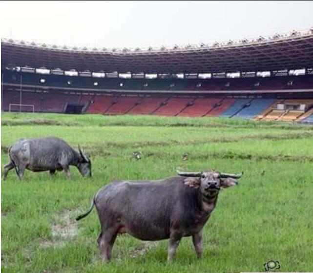 Kumpulan PIC GBK Sotosop (Akibat Sanksi FIFA)