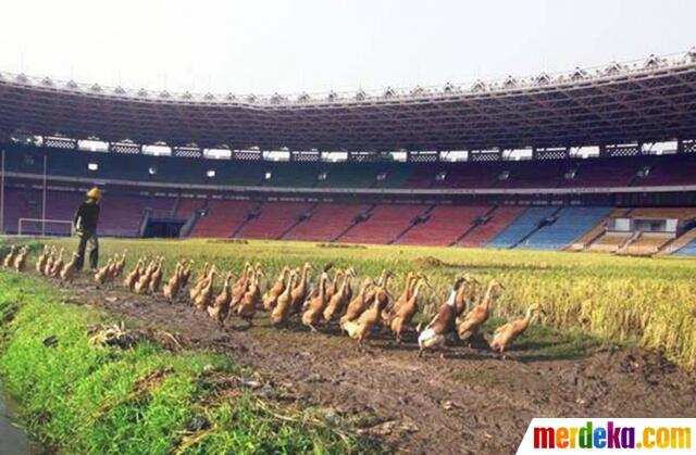 Meme Kocak Sindir Kisruh Sepakbola Indonesia, Ada GBK Jadi Sawah