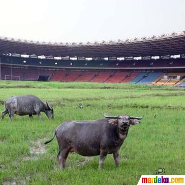 Meme Kocak Sindir Kisruh Sepakbola Indonesia, Ada GBK Jadi Sawah