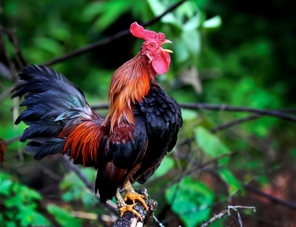 Kenapa ayam jantan gak punya Tangan gan ??