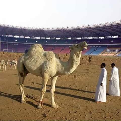 Sanksi Fifa: Stadion GBK dibikin bahan edit (PIC)