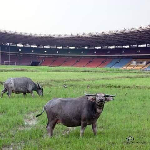 Sanksi Fifa: Stadion GBK dibikin bahan edit (PIC)