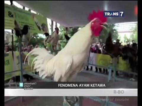 Setelah Batu Akik, Kini Ayam -Ayam Unik yang Jadi Ajang Bisnis