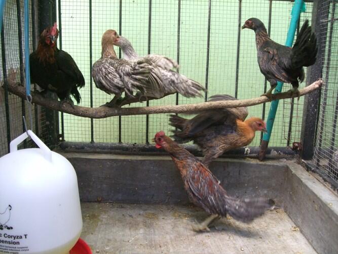Setelah Batu Akik, Kini Ayam -Ayam Unik yang Jadi Ajang Bisnis