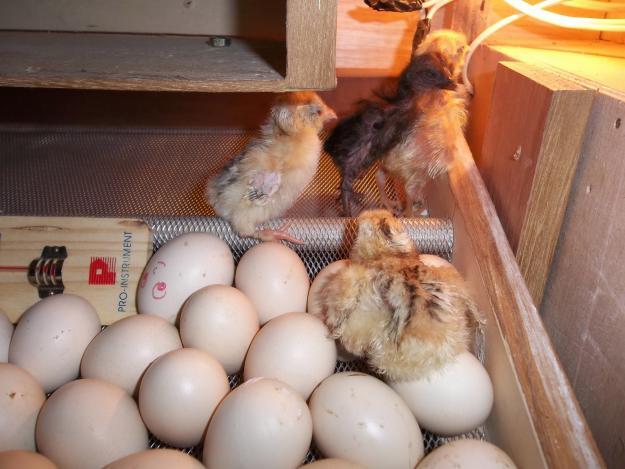 Setelah Batu Akik, Kini Ayam -Ayam Unik yang Jadi Ajang Bisnis