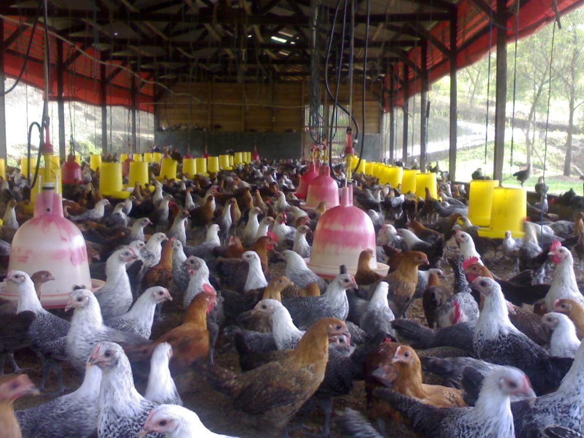 Setelah Batu Akik, Kini Ayam -Ayam Unik yang Jadi Ajang Bisnis