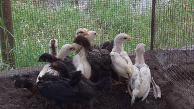 Setelah Batu Akik, Kini Ayam -Ayam Unik yang Jadi Ajang Bisnis