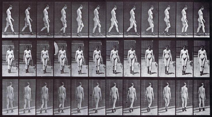 Animation Study Guidances