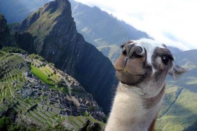 HEWAN PUN BISA SELFIE! LUCUNYAAAAAA!