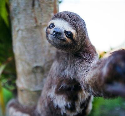 HEWAN PUN BISA SELFIE! LUCUNYAAAAAA!