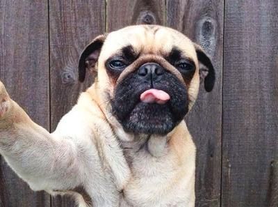 HEWAN PUN BISA SELFIE! LUCUNYAAAAAA!