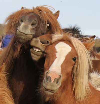 HEWAN PUN BISA SELFIE! LUCUNYAAAAAA!