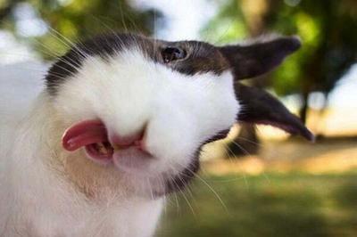 HEWAN PUN BISA SELFIE! LUCUNYAAAAAA!