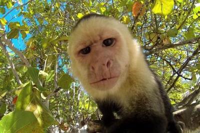 HEWAN PUN BISA SELFIE! LUCUNYAAAAAA!