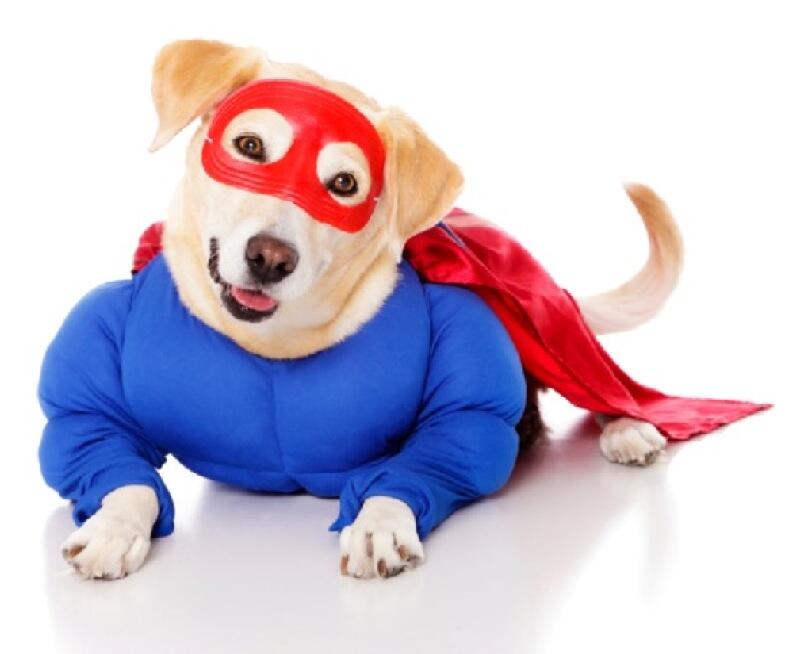 Beginilah Jadinya Kalo Binatang Pake Kostum Superhero