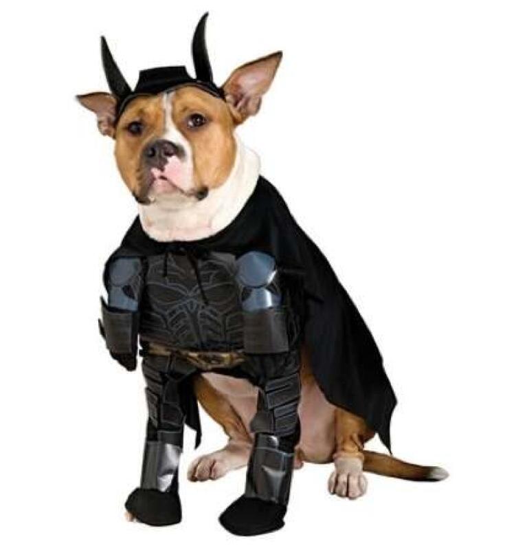 Beginilah Jadinya Kalo Binatang Pake Kostum Superhero