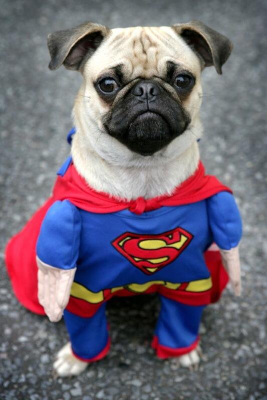 Beginilah Jadinya Kalo Binatang Pake Kostum Superhero