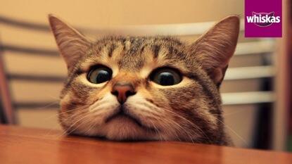 Fakta Penting dan Unik Buat Si Meong Yang Perlu Agan Ketahui