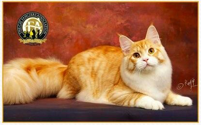 Cara Jadikan Si Meong Jadi Pemenang di Kontes Kucing