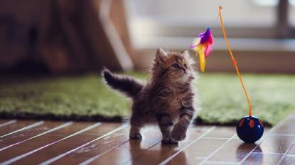 Cara Jadikan Si Meong Jadi Pemenang di Kontes Kucing