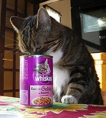 Cara Jadikan Si Meong Jadi Pemenang di Kontes Kucing