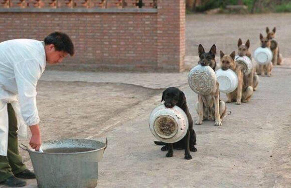 Anjing Polisi China Antri Makanan Dengan Sangat Tertib