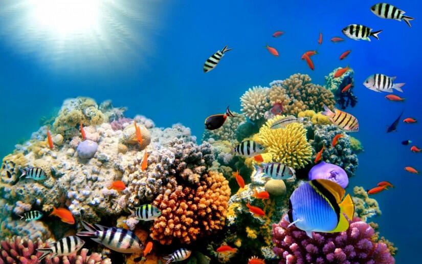 6 Trik Mengambil Foto Bawah Air Hanya Dengan Bermodal Smartphone