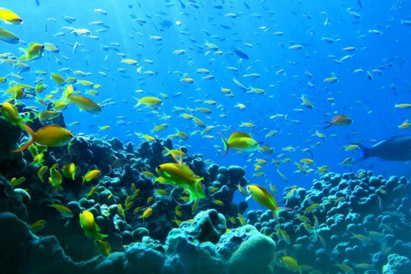 6 Trik Mengambil Foto Bawah Air Hanya Dengan Bermodal Smartphone