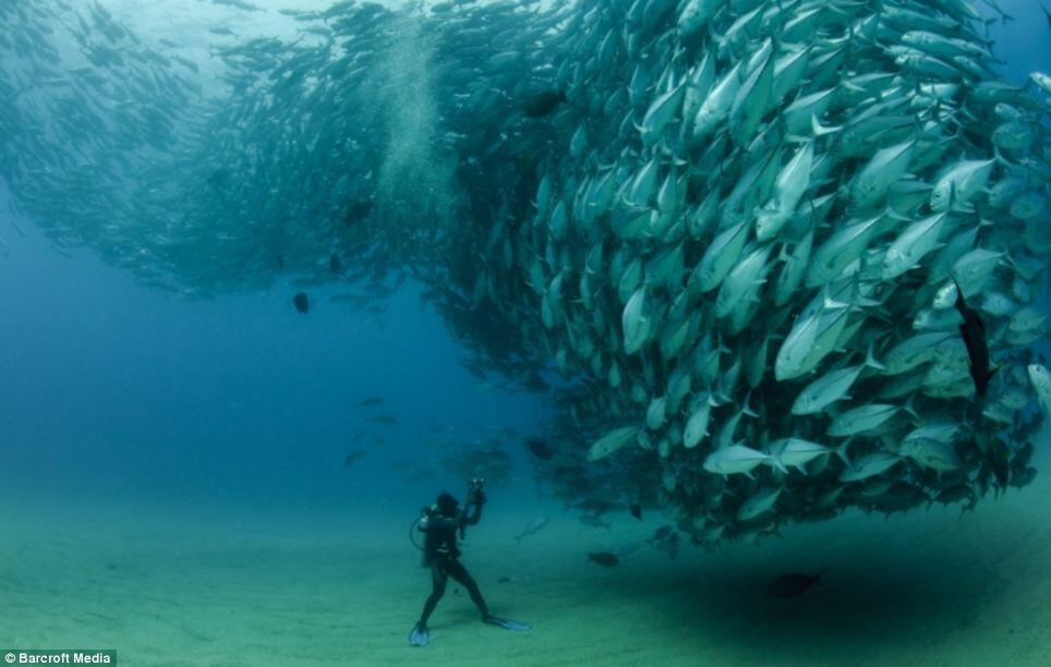 6 Trik Mengambil Foto Bawah Air Hanya Dengan Bermodal Smartphone