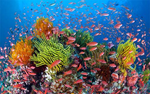 Save Our Littoral Life, Selamatkan Terumbu Karang Indonesia Bersama Marinir TNI AL