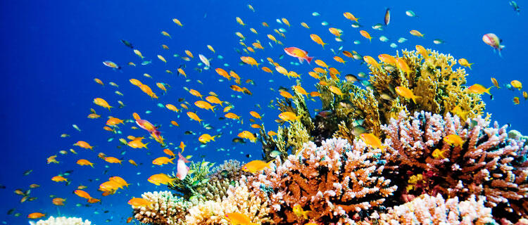 Save Our Littoral Life, Selamatkan Terumbu Karang Indonesia Bersama Marinir TNI AL