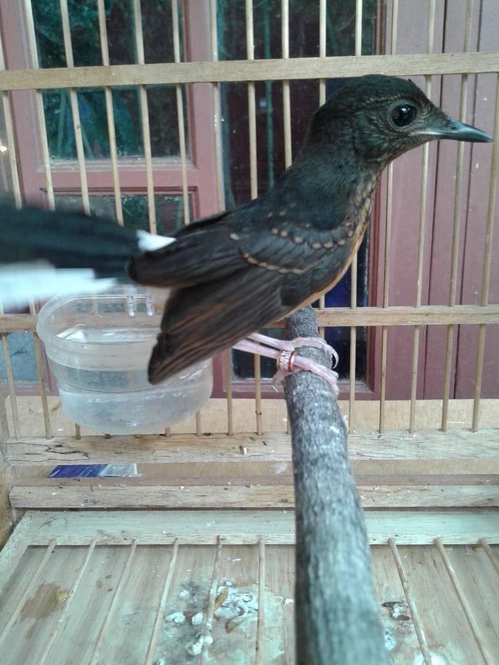 Sepasang Anakan Murai Batu Medan Tipe Fighter