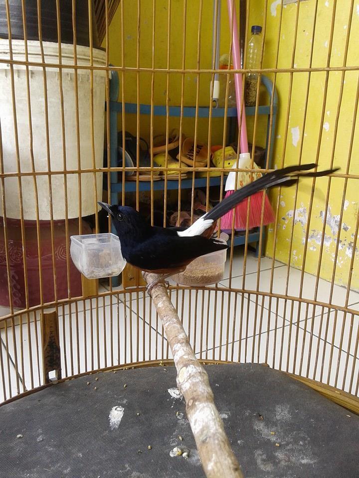 Anakan sepasang murai batu medan super+Ring BNR