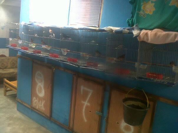 Anakan sepasang murai batu medan super+Ring BNR