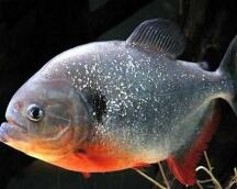 PIRANHA!