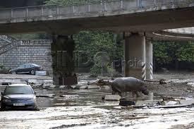 foto satwa lepas di kebun binatang Gerogia akibat banjir