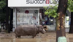 foto satwa lepas di kebun binatang Gerogia akibat banjir