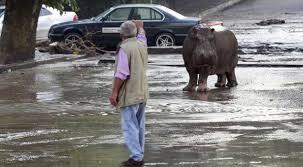 foto satwa lepas di kebun binatang Gerogia akibat banjir